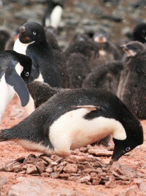 ad&eacute;liepingu&iuml;n maakt een nest